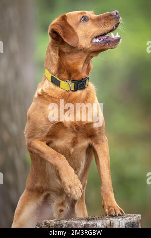 Fox Red Labrador on a tree stump posing in the forest looking  to the right Stock Photo