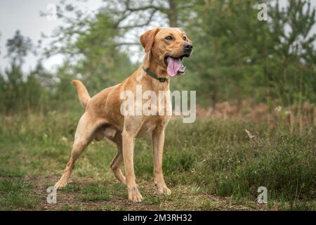Fox Red Labrador standing in the forest with tongue out all happy Stock Photo