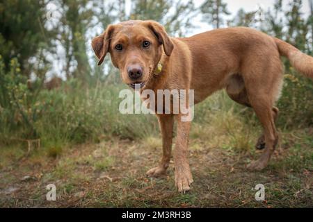 Fox Red Labrador standing in the forest close up and happy Stock Photo
