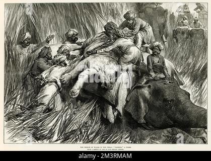 Prince of Wales, (later Edward VII) on a shooting expedition in the Terai, 'padding' a tiger.     Date: 1876 Stock Photo