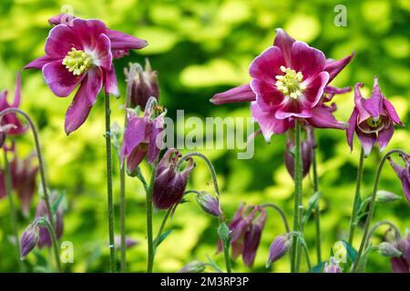 Columbine, Aquilegia vulgaris 'Nora Barlow', Purple, Columbines Blooming, Flowers Stock Photo