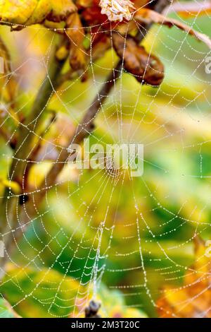 Close up of a dew covered spider's web or cobweb strung between the branches of a young oak tree in the autumn. Stock Photo