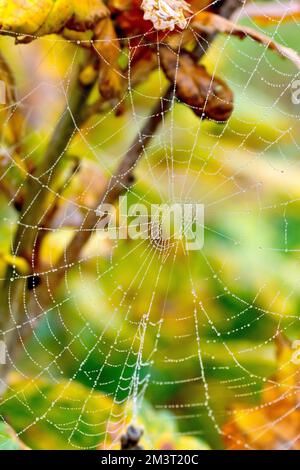 Close up of a dew covered spider's web strung between the branches of a young oak tree in the autumn. Stock Photo