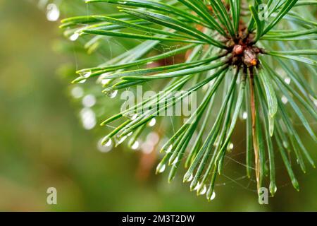 Scot's Pine (pinus sylvestris), close up showing the green needles of the tree on a misty day with water droplets forming at the ends. Stock Photo