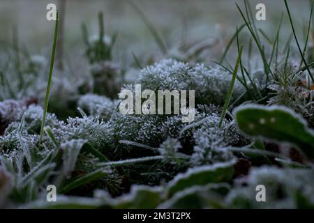 Frozen Leaves on a field Stock Photo