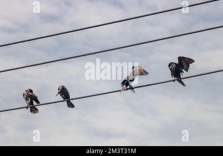 A group of cormorants sit in a row on a power line drying their feathers, Thailand Stock Photo