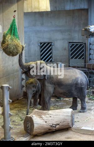 A family of Indian elephants is feeding in the Zoo pavilion Stock Photo