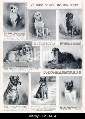 A page of dog heroes featured in The Sketch magazine, with drawings by C. Shaw Baker. Most of the dogs had won a V.C. for bravery by saving drowning children, those caught in fires or by fighting off aggressive wild animals to save their owners. Stock Photo