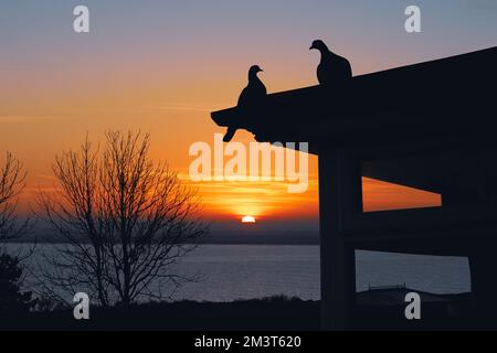 Two pigeons in silhouette on a gazebo roof as the sun goes down on the horizon. There is a bay of water and winter trees in the background Stock Photo