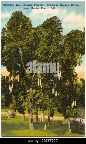 Sausage Tree (Kigelia Pinnata), Flamingo Groves, Davie, near Dania