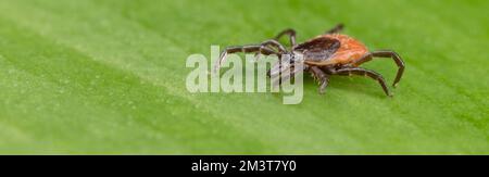 Closeup of deer tick parasite on panoramic background of natural leaf. Ixodes ricinus. Dangerous parasitic insect mite on green texture. Encephalitis. Stock Photo