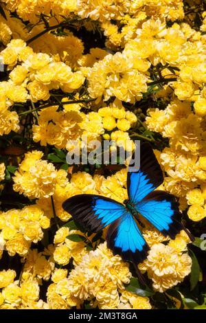 Climbing Roses And Butterfly Stock Photo - Alamy