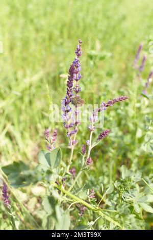 Purple flowers of Woodland sage, Common sage with butterfly in the garden. Summer and spring time. Stock Photo