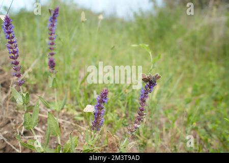 Purple flowers of Woodland sage, Common sage with butterfly in the garden. Summer and spring time. Stock Photo