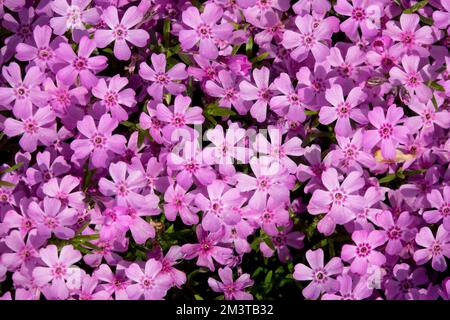 Phlox subulata 'Zwergenteppich', Creeping Phlox, Pink, Phloxes, Blooming, Perennials Stock Photo