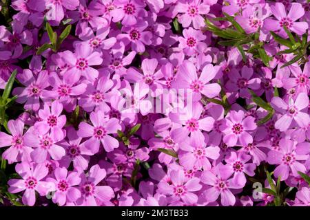 Pink, Phlox subulata 'Zwergenteppich', Moss phlox, Creeping, Close up, Flowers Blooming Stock Photo