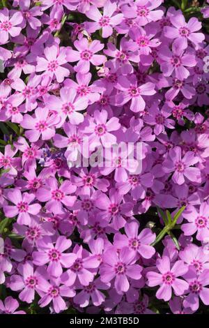 Pink phlox, Phlox 'Zwergenreppich', Creeping, Phlox subulata, Decumbent, Dwarf, Creeping Phlox, Creeper Stock Photo