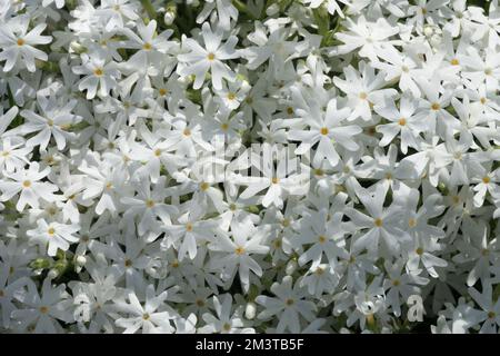 Phlox subulata Snowflake, Moss phlox, White, Creeping Phlox, Phlox Snowflake, Flowers Stock Photo