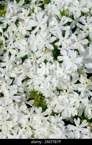 Phlox subulata 'Snowflake', Moss phlox, White, Creeping Phlox, Phlox 'Snowflake', Flowers Small, Flowering, Vivid, Blooms Stock Photo