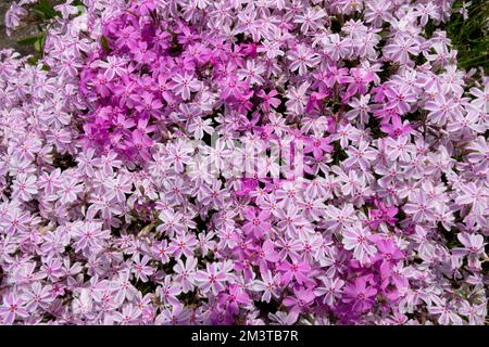 Mixed phloxes Phlox subulata Candy Stripes Zwergenteppich creeping phloxes bright pink flowers Stock Photo