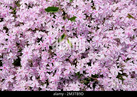 Moss phlox, Phlox subulata "Candy Stripe", Creeping Phloxes, Phlox subulata, Stripes, Phlox, Blooming, Creeper, Phloxes, Creeping Stock Photo