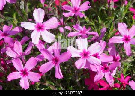 Woodland Phlox, Phlox divaricata "Chattahoochee", Wild Sweet William, Forest Phlox, Pink Phlox, Creeping Phlox, Close up, Flower Stock Photo