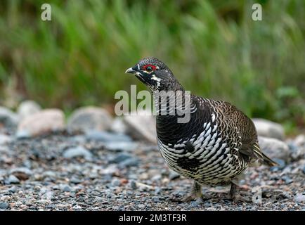 Male spruce grouse (Canachites canadensis) on a gravel path against a background of green grass Stock Photo