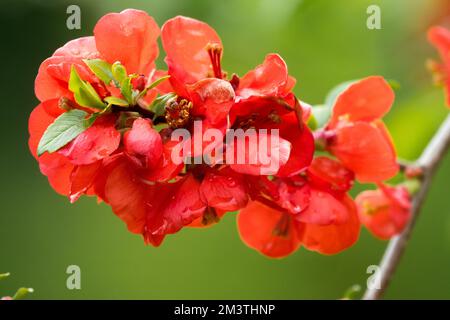 Beautiful Red, Chaenomeles speciosa, Flower, Spring, Flowering, Blooms, Quince, Plant Chaenomeles 'Cardinalis' bloom on a branch Stock Photo
