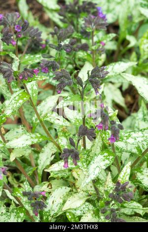 Pulmonaria, Spring, Lungwort, Long-leafed Lungwort, Pulmonaria longifolia Diana Clare, Garden, Narrow-leaved Lungwort, Season, Variegated, Leaves Stock Photo