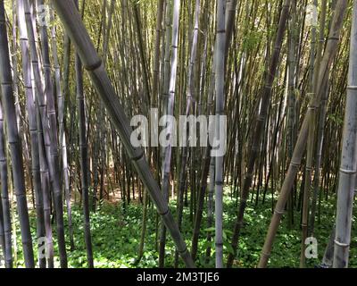 Black bamboo forest in the garden Stock Photo