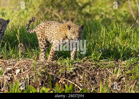A Jaguar (Panthera onca) prowls along the banks of the Cuiaba River in the Pantanal of Brazil. Stock Photo