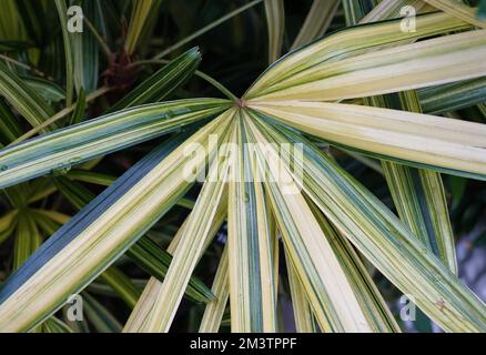 Organic Candelilla Wax in Chemical Watch Glass and broadleaf lady palm leaf  on wooden background. (Top View Stock Photo - Alamy