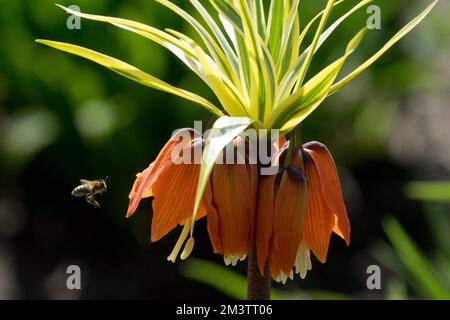 European honey bee Flying to flower Crown Imperial Fritillary Flowers Fritillaria imperialis 'Aureomarginata' Kings Crown Lily Garden Pineapple Lily Stock Photo