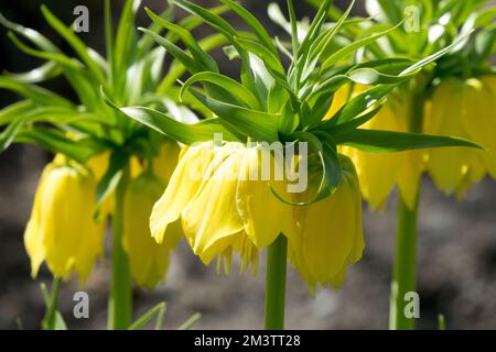 Yellow,Crown Imperial Fritillary, Fritillaria imperialis 'Lutea' Stock Photo