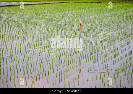 Paddy fields with transplanted seedlings in Dongshan Township, Yilan County, Taiwan Stock Photo