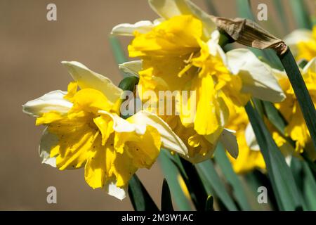 Yellow daffodil, Narcissus, Vibrant, Perennial, Daffodil "Orangery", Daffodils, Garden, Flowers, Narcissus "Orangery" Stock Photo