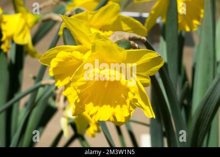 Yellow daffodil, Yellow, Cultivar, Daffodil, Narcissus, Close up, Flower, Blooming, Spring, Garden For cutting Daffodils Narcissus "Arkle" Stock Photo