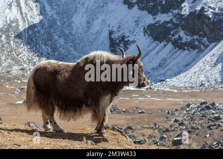 Big brown nepali yak with white tail looks into the distance in remote Himalayan village. Domestic yak with furry earrings on the famous Everest Base Stock Photo