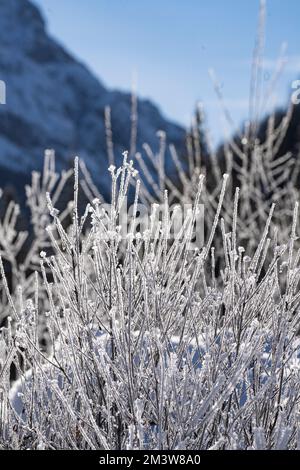 the ice formations formed on the branches of the shrubs Stock Photo