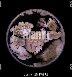 Bacteria and fungi cultured on Petri dish Stock Photo