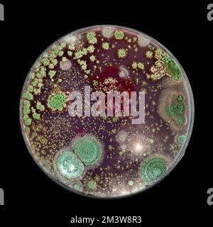 Bacteria and fungi cultured on Petri dish Stock Photo