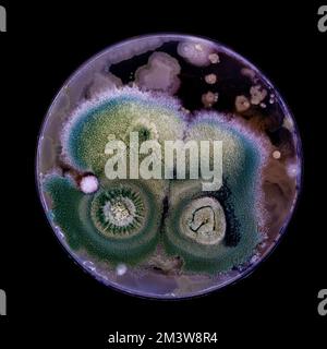 Bacteria and fungi cultured on Petri dish Stock Photo