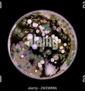 Bacteria and fungi cultured on Petri dish Stock Photo