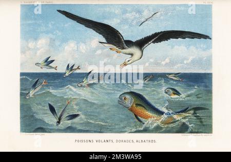 Flying fish, Exocoetus volitans, gilt-head sea bream, Sparus aurata, and albatross, Diomedea exulans. Poissons volants, dorades, albatros. Chromolithograph by Lebrun and Desjardins after Pierre Lackerbauer from Alfred Fredol’s Le Monde de la Mer, the World of the Sea, edited by Olivier Fredol, Librairie Hachette et. Cie., Paris, 1881. Alfred Fredol was the pseudonym of French zoologist and botanist Alfred Moquin-Tandon, 1804-1863. Stock Photo