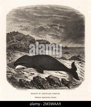 Bowhead whale, Balaena mysticetus, beached on a rocky shore. Baleine du Groenland echouee. Woodcut by F. Leblanc after Pierre Lackerbauer from Alfred Fredol’s Le Monde de la Mer, the World of the Sea, edited by Olivier Fredol, Librairie Hachette et. Cie., Paris, 1881. Alfred Fredol was the pseudonym of French zoologist and botanist Alfred Moquin-Tandon, 1804-1863. Stock Photo