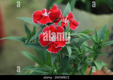 Red carnations, red blossoms Stock Photo