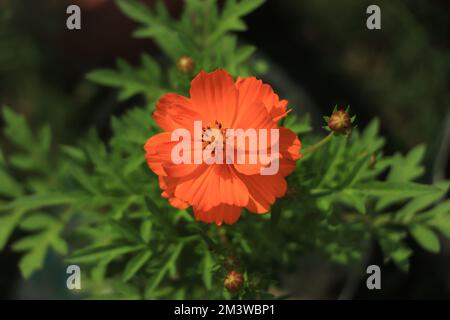 Beautiful dark yellow cosmos flowers on a background of a field of yellow cosmos flowers. Stock Photo