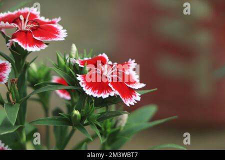 The Turkish carnation blossoming on a bed a close up. The Turkish carnation red with white blurring macro. Copy space. Dianthus barbatus. Caryophyllac Stock Photo