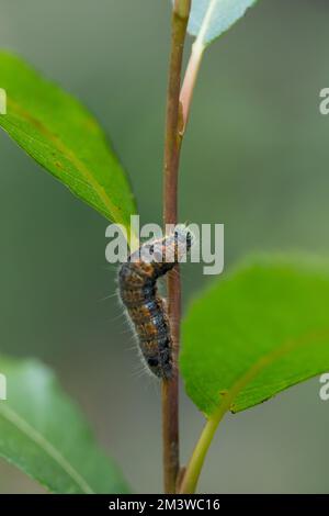 Small chocolate-tip caterpillar (Clostera pigra) Stock Photo