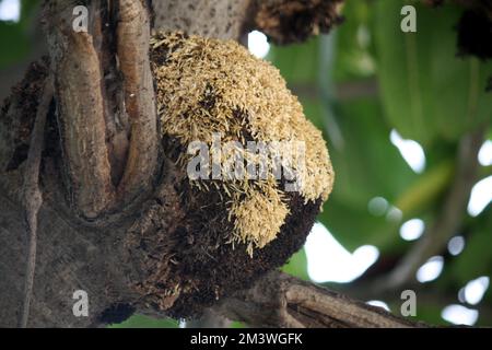 Adventitious or aerial roots on trunk and branches of Plumeria tree (Plumeria obtusa) during monsoon season : (pix Sanjiv Shukla) Stock Photo